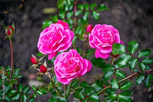 Three bright pink roses  upright  on stems with green leaves.