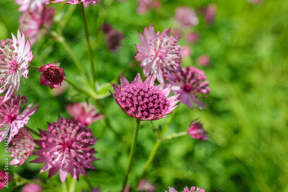 Astrantia major, the great masterwort, is a species of flowering plant in the family Apiaceae, native to central and eastern Europe. Astrantia major, the great masterwort, is a species of flowering plant in the family Apiaceae, native to central and eastern Europe.