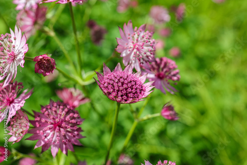 Astrantia major, the great masterwort, is a species of flowering plant in the family Apiaceae, native to central and eastern Europe. 