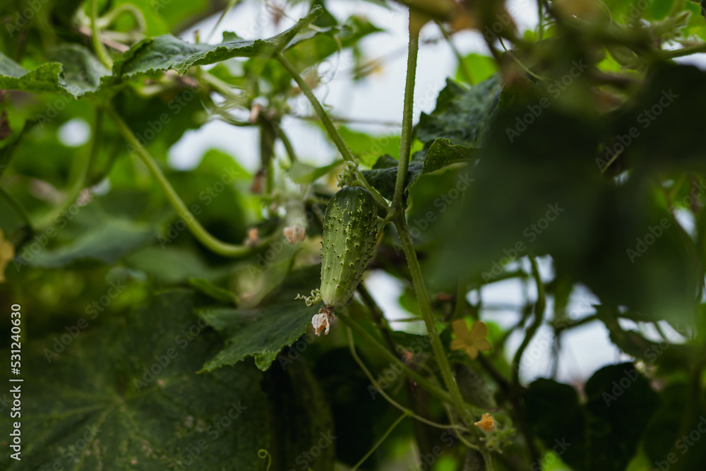 cucumber on a branch in the greenhouse cucumber on a branch in the greenhouse