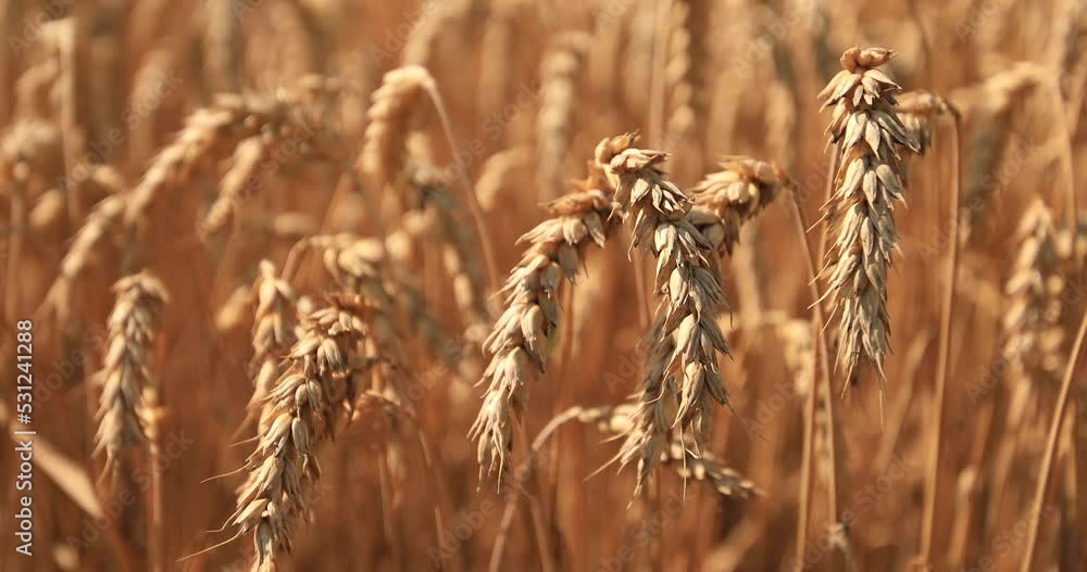 Yellow ripe ears of wheat on the field. Yellow ripe ears of wheat on the field.