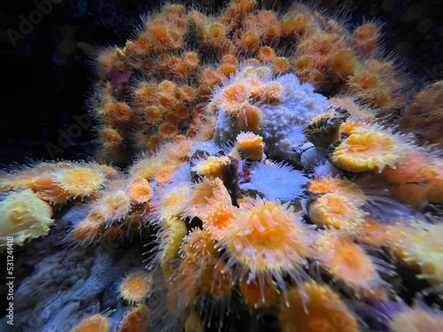 Closeup shot of orange coral polyps (Anthozoa) in an aquarium