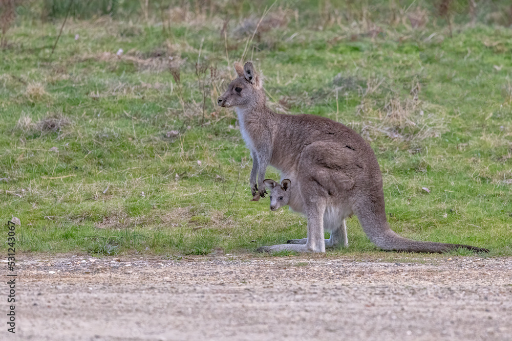 Female Eastern Grey Kangaroo (Macropus giganteus) with her young joey in the pouch, with a cute look, standing on a green grass field in New South Wales, Australia.
