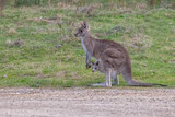 Female Eastern Grey Kangaroo (Macropus giganteus) with her young joey in the pouch, with a cute look, standing on a green grass field in New South Wales, Australia.
