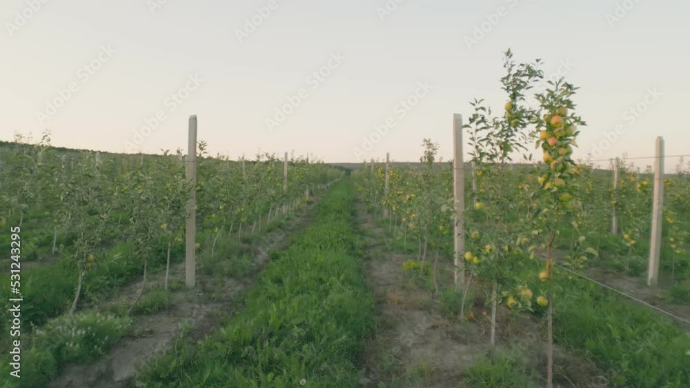 green apples on the trees in the field green apples on the trees in the field