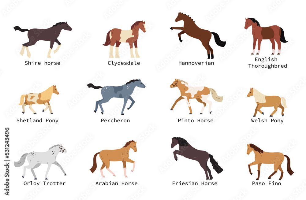 Horse Breeds Set Horse Breeds Set