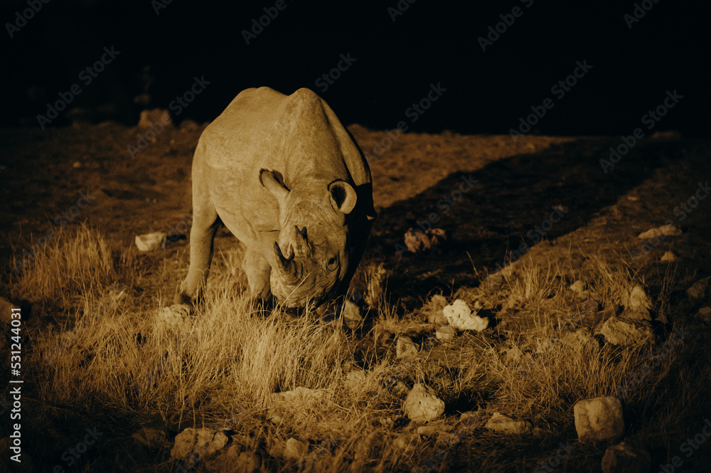 Obraz premium Spitzmaulnashorn am Wasserloch von Okaukuejo am späten Abend, lange nach Sonnenuntergang (Etosha Nationalpark, Namibia)