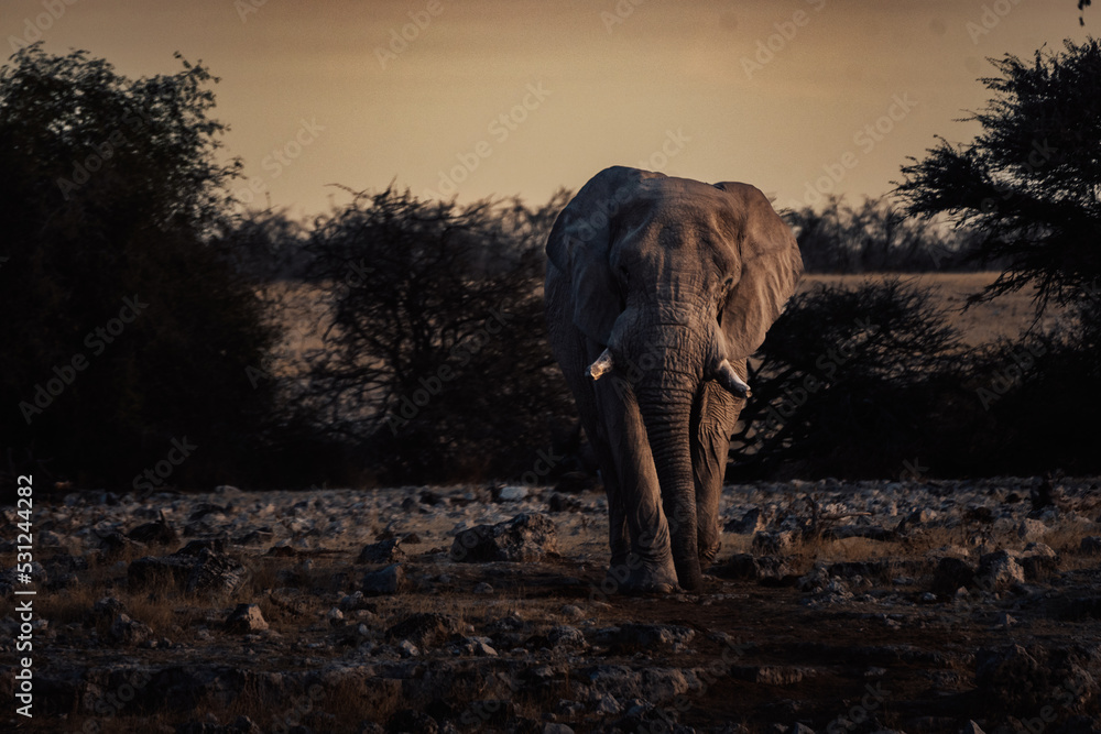 Obraz premium Imposanter Afrikanischer Elefantenbulle nähert sich dem Wasserloch von Okaukuejo in der Abenddämmerung (Etosha Nationalpark, Namibia)