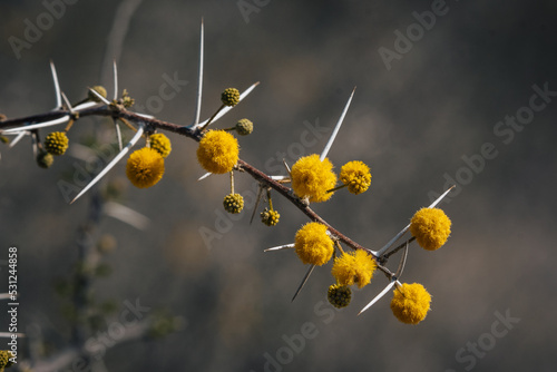 Makroaufnahme - Gelb Blühender Zweig eines Kameldornbaums im Etosha Nationalpark, Namibia