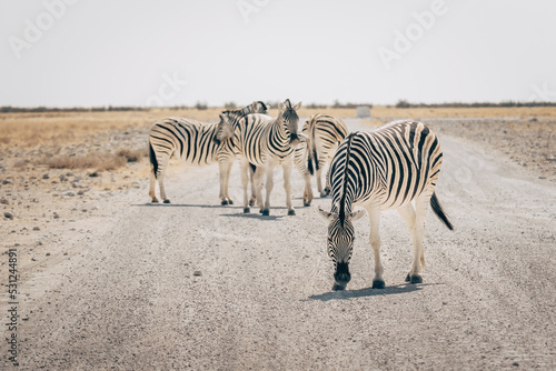 Zebras auf der wei  en Salzpfanne im Etosha Nationalpark  Namibia