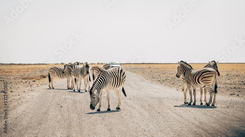 Zebras auf einer Stra  e im Etosha Nationalpark  Namibia