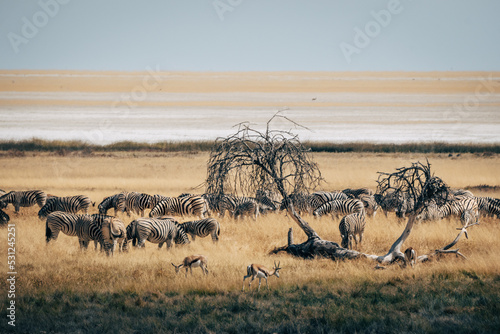 Eine Herde Streifengnus in der Savanne des Etosha Nationalparks nahe an einem Wasserloch (Namibia)