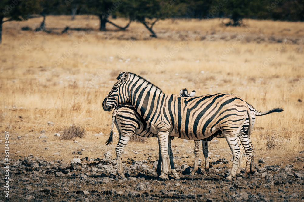 Zebra-Stute mit Fohlen steht im trockenen hohen Gras im Buschland des Etosha Nationalparks (Namibia)
