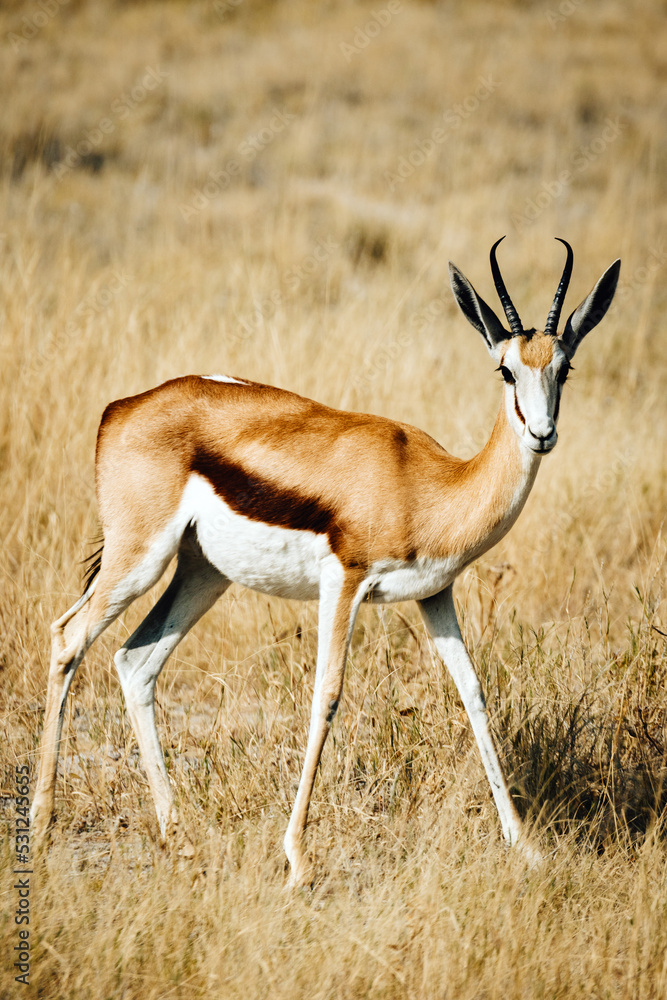 Einzelner Springbock läuft durch das hohe Gras in der Ebene des Etosha Nationalparks (Namibia) Einzelner Springbock läuft durch das hohe Gras in der Ebene des Etosha Nationalparks (Namibia)