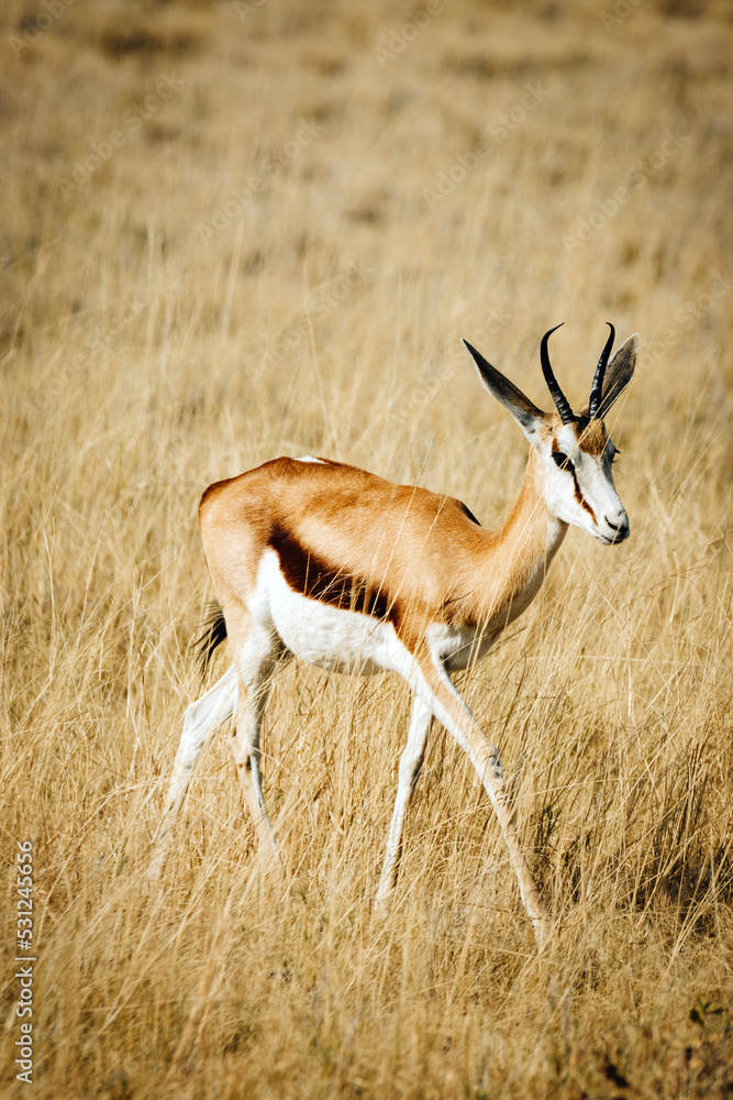 Einzelner Springbock läuft durch das hohe Gras in der Ebene des Etosha Nationalparks (Namibia) Einzelner Springbock läuft durch das hohe Gras in der Ebene des Etosha Nationalparks (Namibia)