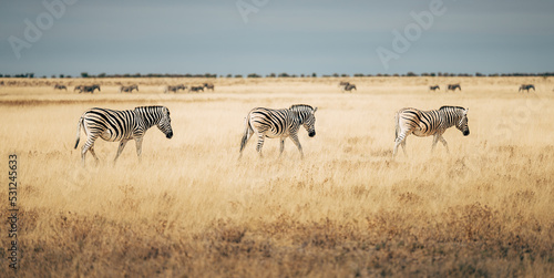 Steppenzebras laufen durch das trockene hohe Gras in der Ebene des Etosha Nationalparks (Namibia)