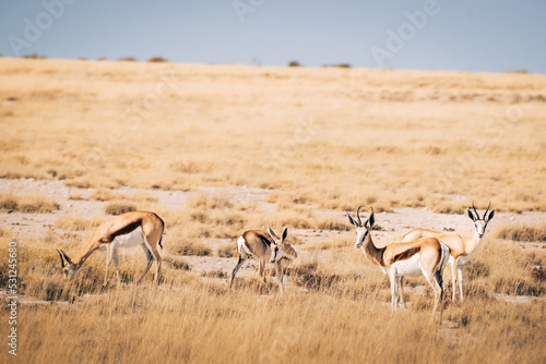 Springböcke grasen in der Ebene des Etosha Nationalparks (Namibia)
