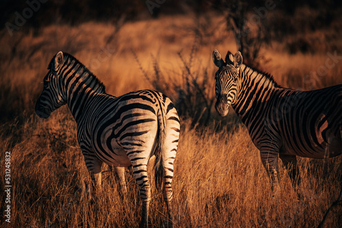 Zebras  Steppenzebra  equus quagga  in der Abendsonne im Etosha Nationalpark  Namibia 
