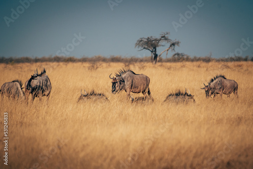 Eine Herde Streifengnus in der Savanne des Etosha Nationalparks (Namibia)