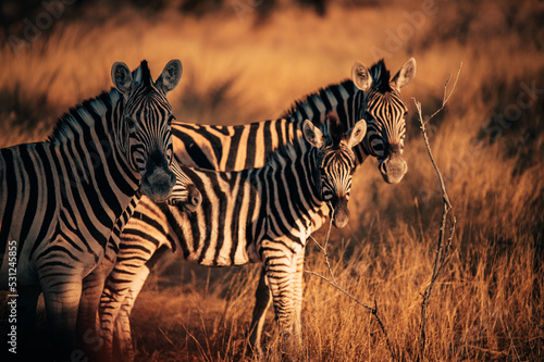 Zebras  Steppenzebra  equus quagga  in der Abendsonne im Etosha Nationalpark  Namibia 