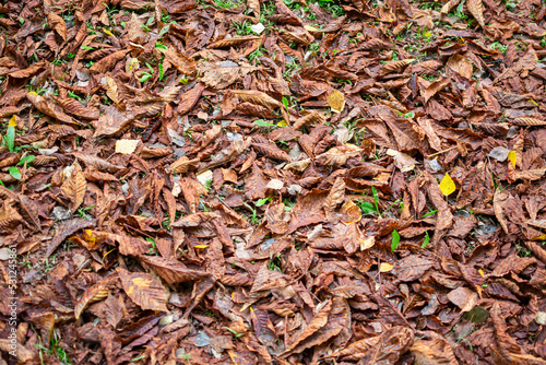 Autumn yellow leaves on a ground surface.