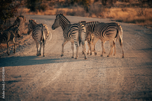 Zebras   berqueren eine Stra  e im Etosha Nationalpark  Namibia