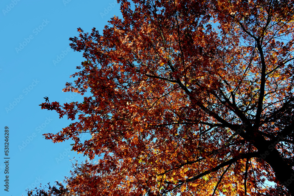 Blick nach oben in die Baumkronen im Wald Blätter in herbstlichen Farben rot orange vom Sonnenlicht durchflutet hellblauer Himmel im Hintergrund Blick nach oben in die Baumkronen im Wald Blätter in herbstlichen Farben rot orange vom Sonnenlicht durchflutet hellblauer Himmel im Hintergrund