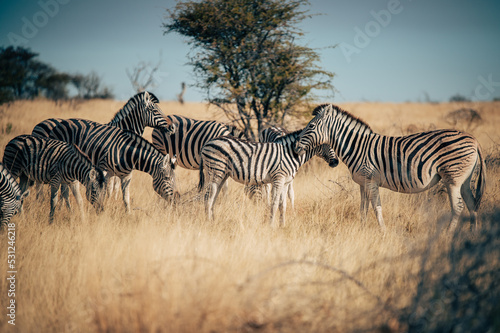 Gruppe Zebras mit Fohlen in der Abendsonne im hohen Gras stehend (Etosha Nationalpark, Namibia)