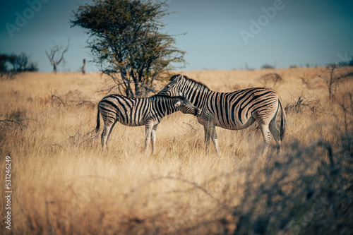 Zebra mit Fohlen in der Abendsonne im hohen Gras stehend  Etosha Nationalpark  Namibia 