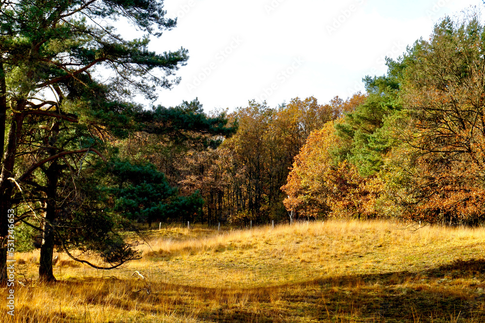 Blick auf eine Heidelandschaft gelblich Bäume im Hintergrund in herbstlichen Farben gelb grün orange im Vordergrund likns eine Fichte 