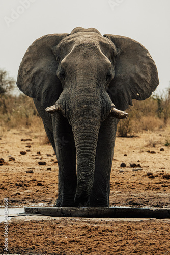 Afrikanische Elefant im Etosha Nationalpark an einem Wasserloch  Namibia 