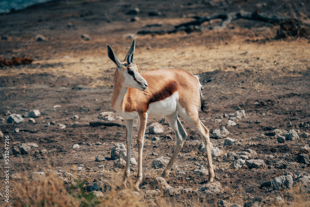 Springböcke (Antidorcasan) einem Wasserloch im Etosha Nationalpark (Namibia)