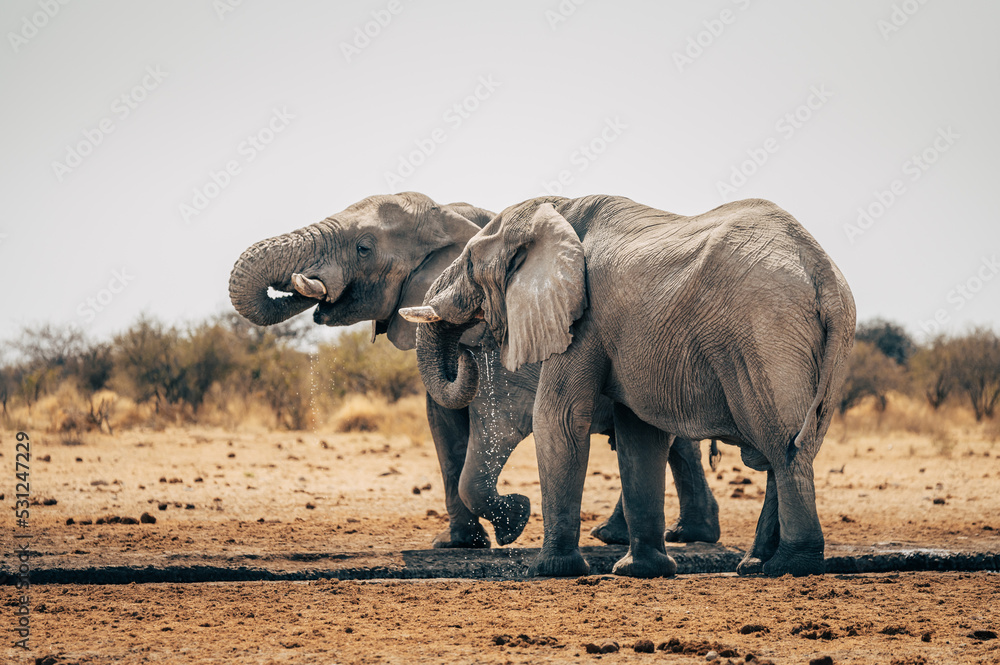 Fototapeta premium Zwei Afrikanische Elefanten im Etosha Nationalpark an einem Wasserloch (Namibia)