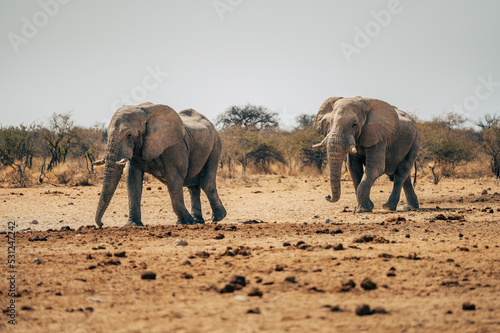 Zwei Afrikanische Elefanten im Etosha Nationalpark auf dem Weg zum Wasserloch  Namibia 