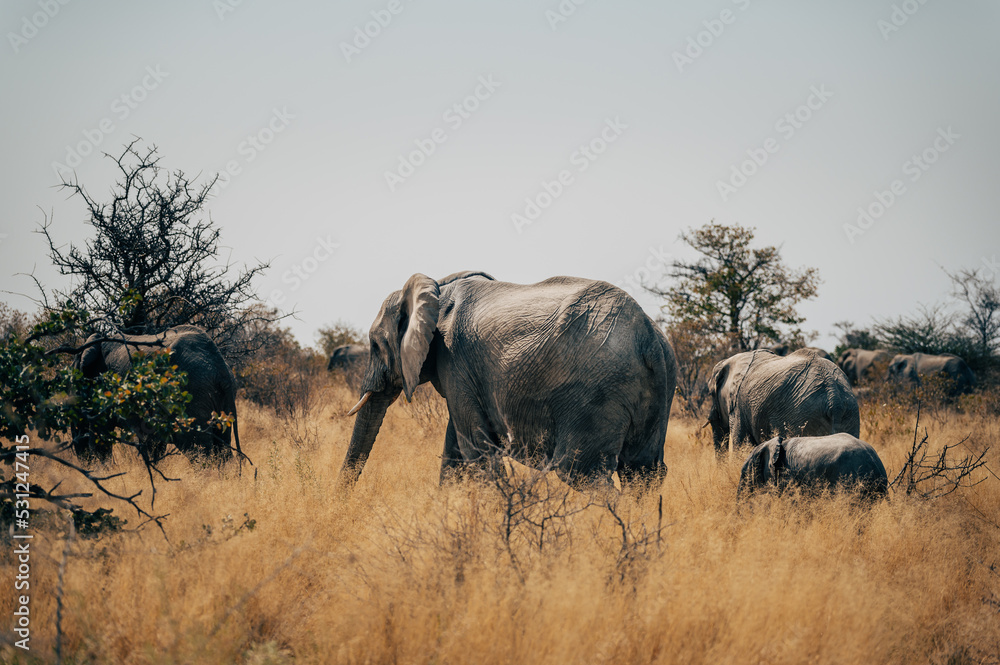Zwei Elefanten-Kühe mit Jungtier streifen durch das hohe Gras im Busch des Etosha-Nationalparks (Namibia) Zwei Elefanten-Kühe mit Jungtier streifen durch das hohe Gras im Busch des Etosha-Nationalparks (Namibia)