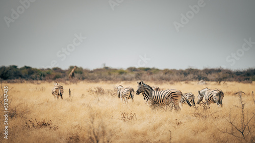 Gruppe Zebras l  uft   ber die Trockensavanne - ein Zebra bleibt stehen und schaut zum Betrachter  Etosha Nationalpark  Namibia 