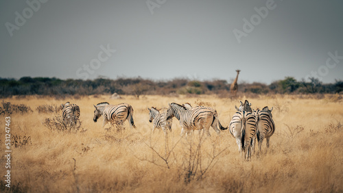 Gruppe Zebras l  uft   ber die Trockensavanne mit Giraffe im Hintergrund  Etosha Nationalpark  Namibia 