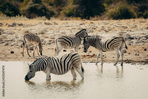 Gruppe Zebras an einem Wasserloch im Etosha Nationalpark  Namibia