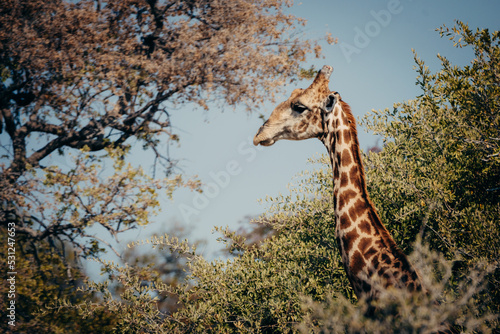 Close Up - Portrait einer Giraffe im Buschland im Etosha-Nationalpark (Namibia)