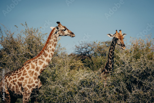 Zwei Giraffen fressen von B  umen im Etosha-Nationalpark - nur die H  lse ragen aus dem Busch heraus  Namibia 