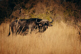 Ein Kaffernbüffel (Syncerus caffer) in der Morgensinne am Ufer des Kwando River (Caprivi, Namibia)