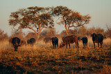 Kaffernbüffel (Syncerus caffer) in der Morgensinne am Ufer des Kwando River (Caprivi, Namibia)