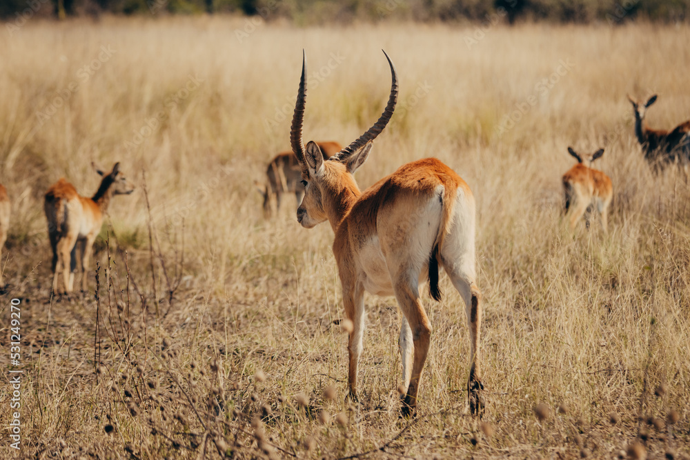 Männliche Letschwe Antilope (Kobus leche) am Ufer des Kwando River, Caprivi, Namibia