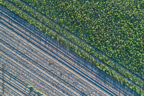 aerial view of a sunflower field