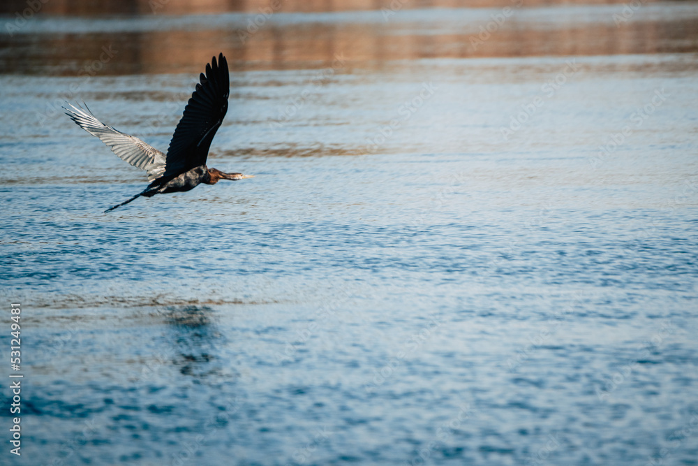 Fototapeta premium Afrikanische Schlangenhalsvogel (Anhinga rufa) im Flug über der Wasseroberfläche des Kwando (Caprivi, Namibia)