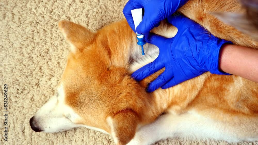 Treatment of dog from fleas and ticks. Application of drops to the