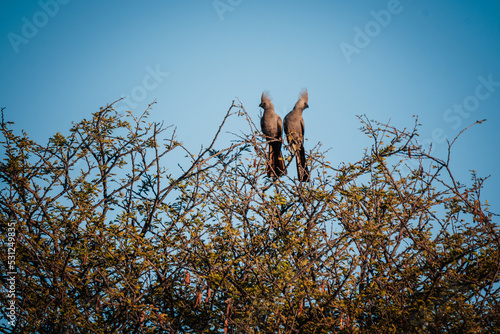 Ein Pärchen Graulärmvogel (Corythaixoides concolor) sitzt in trauter Zweisamkeitauf einem Baum am Ufer des Okavango (Namibia) © Michael