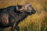 Portrait eines Kaffernbüffel (Syncerus caffer) im Marschland des Kwando River (Caprivi, Namibia)
