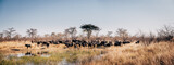 Am Ufer des Kwando River (Caprivi, Namibia) stehende Herde Kaffernbüffel (Syncerus caffer)