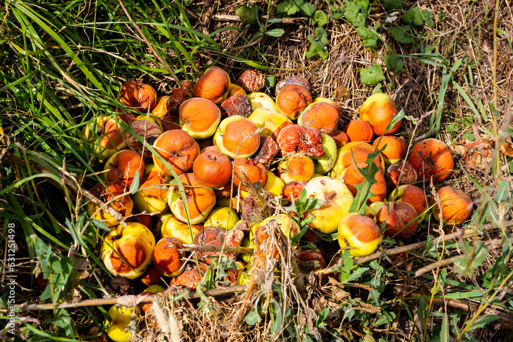Pile of rotten apples Pile of rotten apples